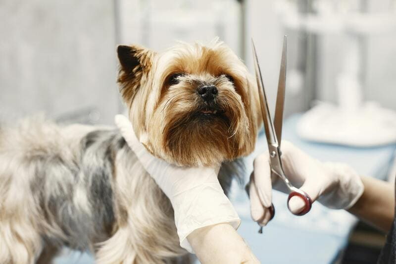 Dog Groomers contractor at work