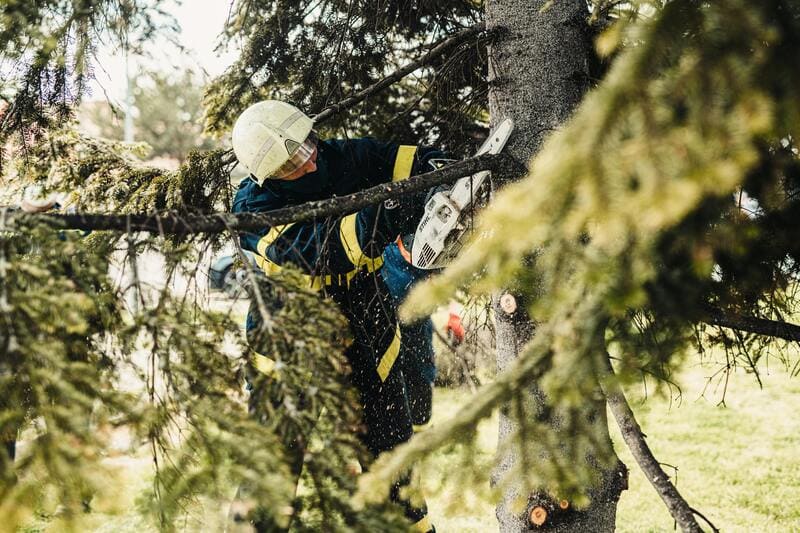 Tree Service contractor at work